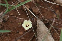 Merremia tridentata subsp. hastata